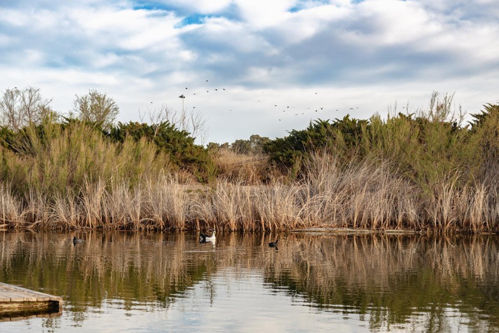 Ducks swimming in a calm pond surrounded by tall grasses and native vegetation at Sibley Nature Center in Midland, Texas, under a partly cloudy sky.